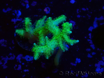 WYSIWYG Seriatopora histrix vert