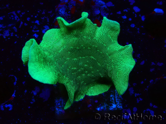 WYSIWYG Pavona cactus 1T1