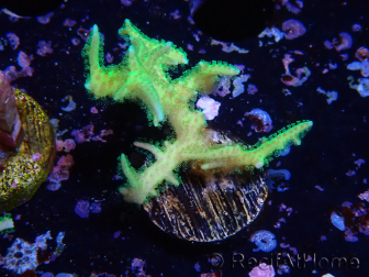 WYSIWYG Seriatopora histrix vert