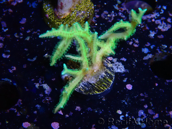 WYSIWYG Seriatopora histrix grün