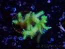 WYSIWYG Seriatopora histrix vert 1A6