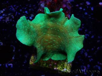 WYSIWYG Pavona cactus