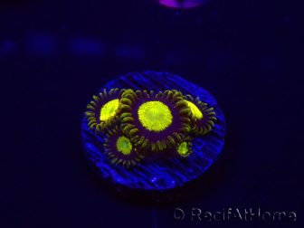 WYSIWYG - Zoanthus King Midas 30B2