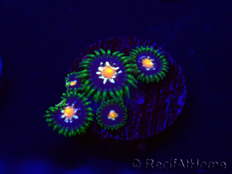 WYSIWYG - JF Zoanthus Stargazer 30E8