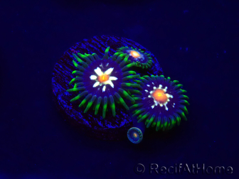 WYSIWYG - JF Zoanthus Stargazer 30E9