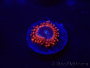 WYSIWYG - Zoanthus Utter Peace 30L6