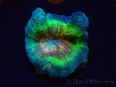 WYSIWYG RAH Pectinia Rainbow 4