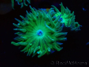 WYSIWYG Duncanopsammia axifuga Verde