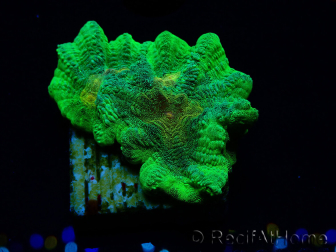 WYSIWYG - Pectinia Space Invader 6