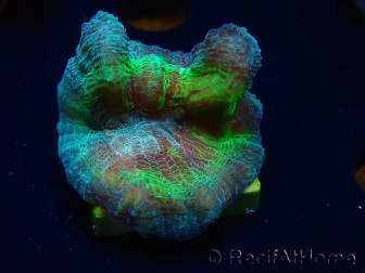 WYSIWYG RAH Pectinia Rainbow 4