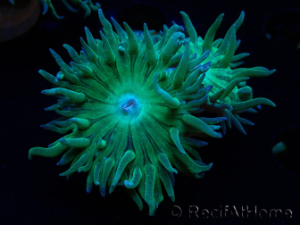 WYSIWYG Duncanopsammia axifuga Verde