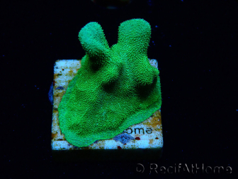WYSIWYG - RAH Psammocora Green Branching