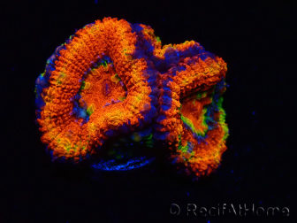 WYSIWYG Micromussa lordhowensis (ehemals Acanthastrea) 6I1