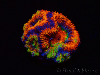 WYSIWYG Micromussa lordhowensis (ex Acanthastrea) 6I2