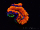 WYSIWYG Micromussa lordhowensis (formerly Acanthastrea) 6I3