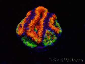 WYSIWYG Micromussa lordhowensis (ehemals Acanthastrea) 6I4
