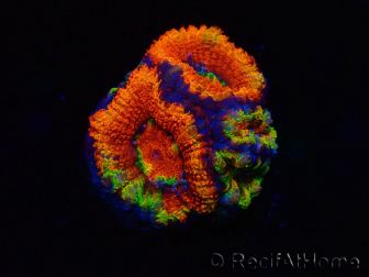 WYSIWYG Micromussa lordhowensis (formerly Acanthastrea) 6I5