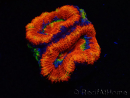 WYSIWYG Micromussa lordhowensis (ex Acanthastrea) 6I6