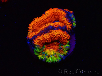 WYSIWYG Micromussa lordhowensis (ex Acanthastrea) 6I7