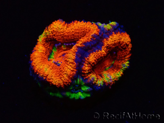 WYSIWYG Micromussa lordhowensis (ex Acanthastrea) 6I8