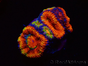 WYSIWYG Micromussa lordhowensis (ehemals Acanthastrea) 6K