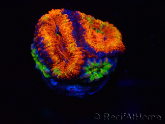 WYSIWYG Micromussa lordhowensis (ex Acanthastrea) 6I10