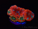 WYSIWYG Micromussa lordhowensis (formerly Acanthastrea) 6J1