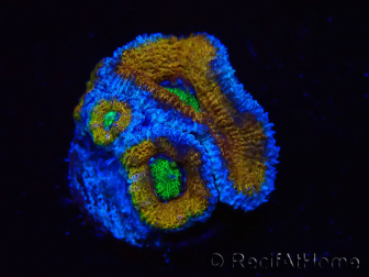 WYSIWYG Micromussa lordhowensis (ehemals Acanthastrea) 6J3