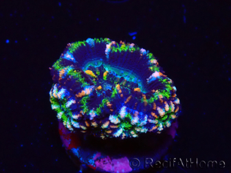WYSIWYG Micromussa lordhowensis (ehemals Acanthastrea) 6J4