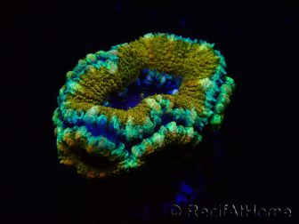 WYSIWYG Micromussa lordhowensis (formerly Acanthastrea)