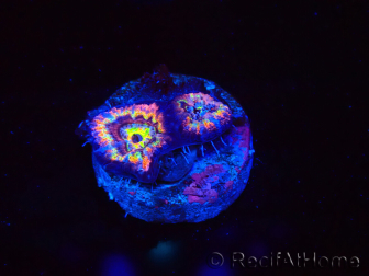 WYSIWYG Micromussa lordhowensis (ehemals Acanthastrea)