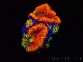 WYSIWYG Micromussa lordhowensis (ex Acanthastrea) 6J7