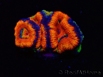 WYSIWYG Micromussa lordhowensis (formerly Acanthastrea)