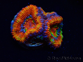 WYSIWYG Micromussa lordhowensis (ehemals Acanthastrea) 6I1