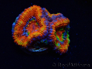 WYSIWYG Micromussa lordhowensis (formerly Acanthastrea) 6I1
