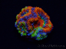 WYSIWYG Micromussa lordhowensis (anteriormente Acanthastrea) 6I2