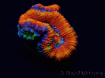 WYSIWYG Micromussa lordhowensis (formerly Acanthastrea) 6I3