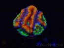 WYSIWYG Micromussa lordhowensis (ehemals Acanthastrea) 6I4