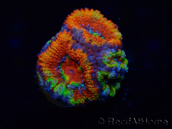 WYSIWYG Micromussa lordhowensis (formerly Acanthastrea) 6I5