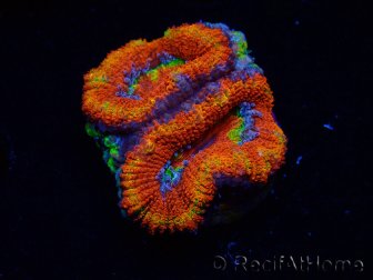 WYSIWYG Micromussa lordhowensis (anteriormente Acanthastrea) 6I6