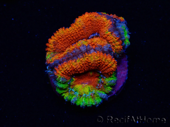 WYSIWYG Micromussa lordhowensis (ehemals Acanthastrea) 6I7