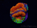 WYSIWYG Micromussa lordhowensis (ex Acanthastrea) 6I7