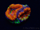 WYSIWYG Micromussa lordhowensis (antes Acanthastrea) 6I8
