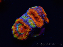 WYSIWYG Micromussa lordhowensis (antes Acanthastrea) 6K