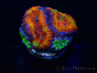 WYSIWYG Micromussa lordhowensis (ex Acanthastrea) 6K
