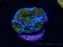 WYSIWYG Micromussa lordhowensis (ehemals Acanthastrea) 6J2
