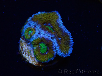 WYSIWYG Micromussa lordhowensis (formerly Acanthastrea) 6J3