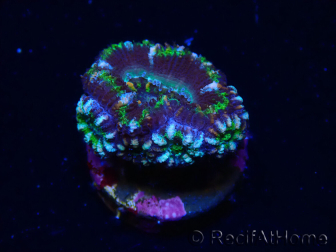 WYSIWYG Micromussa lordhowensis (ehemals Acanthastrea) 6J4
