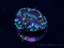 WYSIWYG Micromussa lordhowensis (ehemals Acanthastrea) 6J4