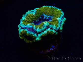 WYSIWYG Micromussa lordhowensis (formerly Acanthastrea)
